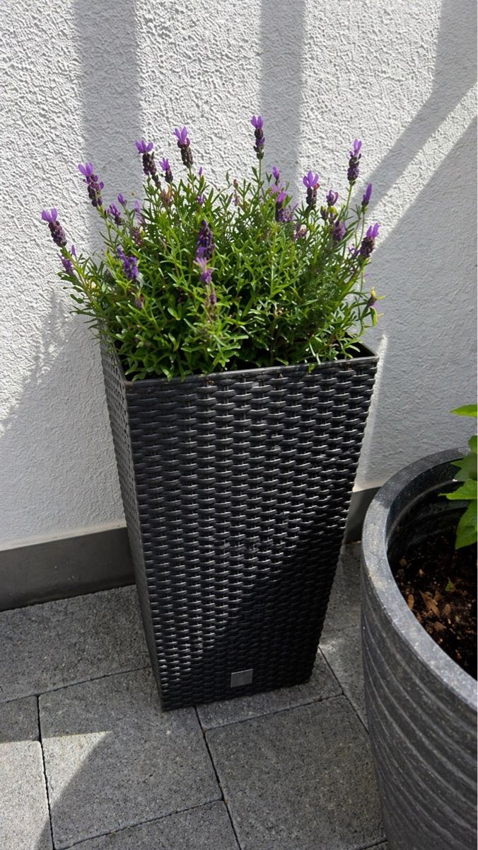 Vasi per fiori: Rattan Blumentopf – Usato da Stein AG venduto da Sepideh_ataie