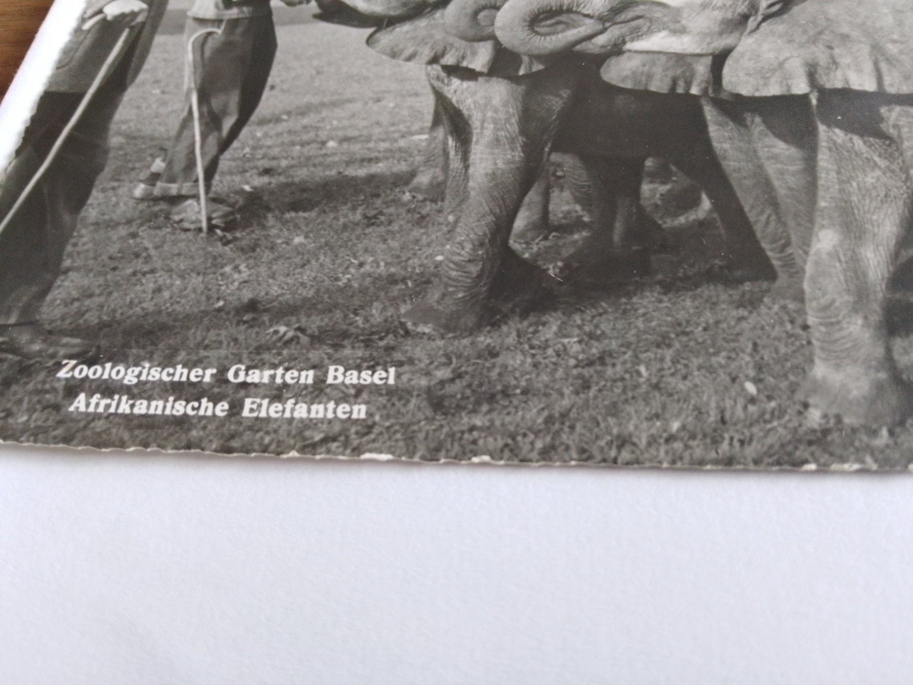 Cartes postales: Basel Zoo Ernst Lang – D'occasion à Adligenswil par madhater 4