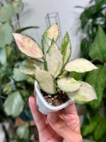 Hoya nabawanensis variegata 🦄✨