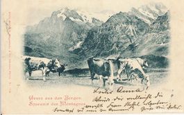 Kuhweide - Gruss aus den Bergen + 1900