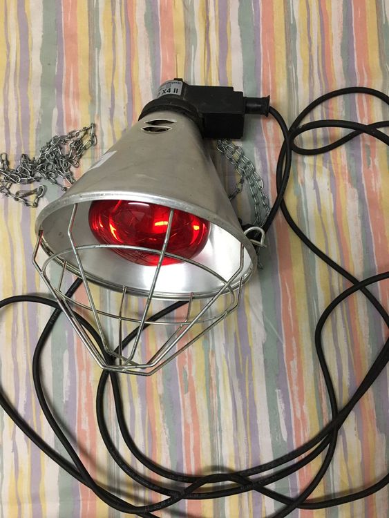 Lampada Riscaldante A Infrarossi 250W - E27, Luce Rossa Per Rettili, Anfibi, Termoterapia | Vetro Resistente Al Calore