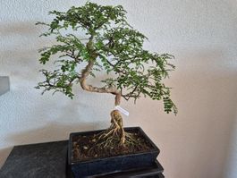 Bonsai vom Laien für Liebhaber / Fachleute