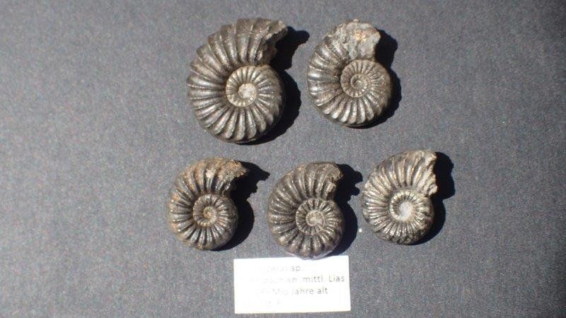 Fossiles: 5 Pyrit Ammoniten Frankreich – D'occasion à Rickenbach BL par Oktober68 4