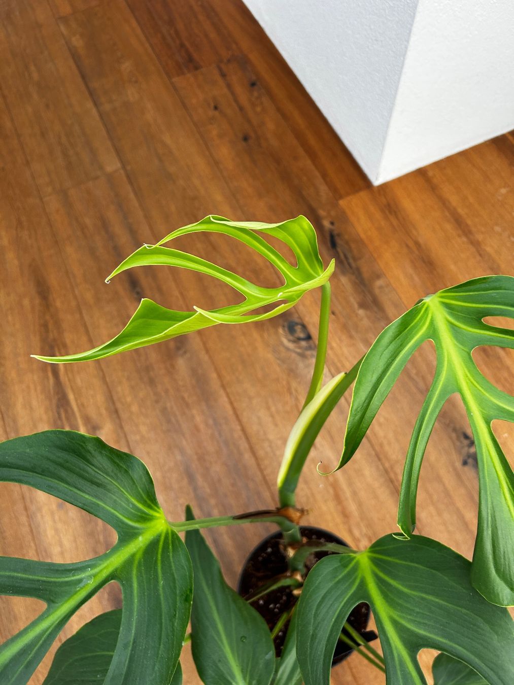 Piante & sementi: Monstera Burle Marx Flame XL – Usato da Wattwil venduto da Mikesplantshop 1