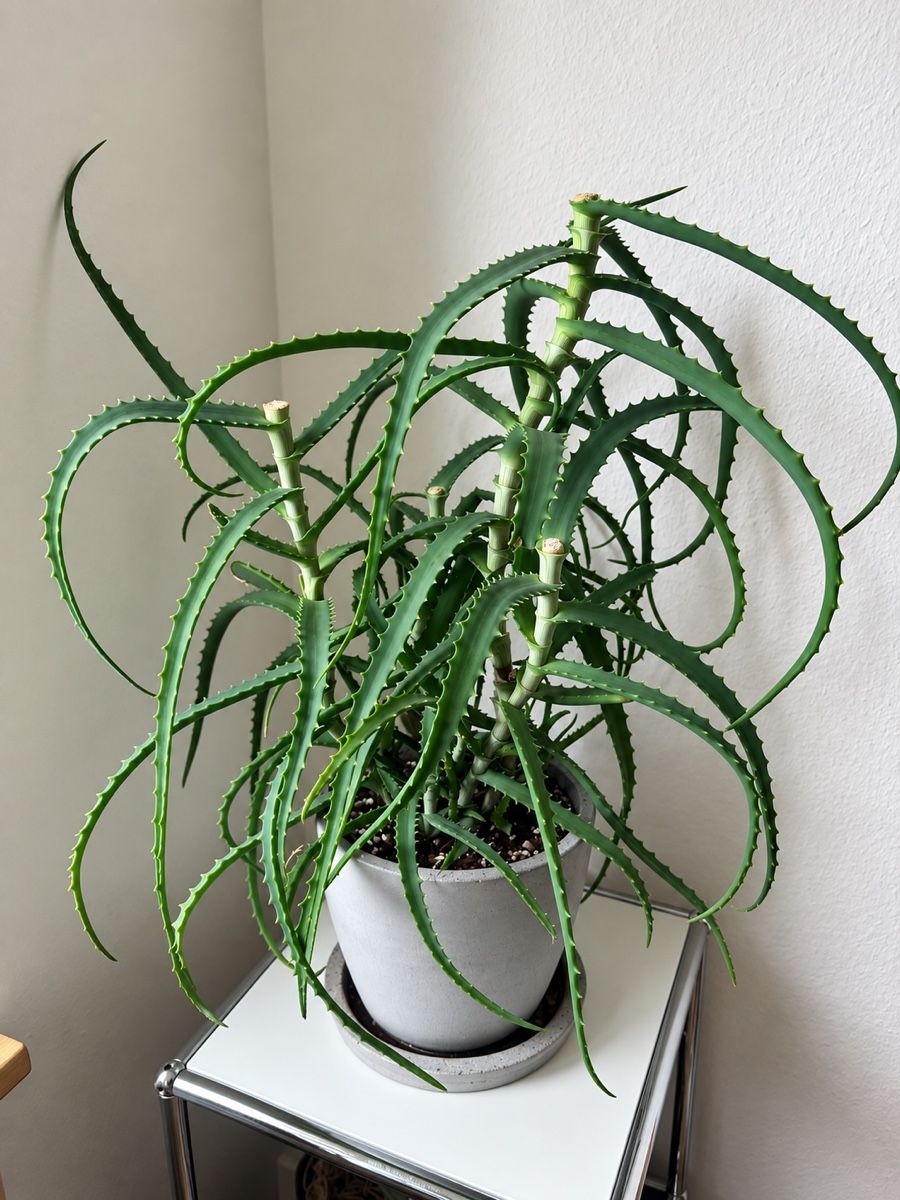 Piante & sementi: Aloe arborescens – junge Pflanzen – Nuovo (secondo la descrizione) da Uetikon am See venduto da Ala888 2