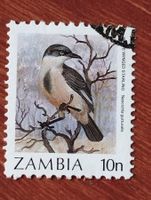 Sambia - Vogel