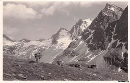 Klosters GR // 1944 Kühe Vereina Vernala Pass Plattenhörner