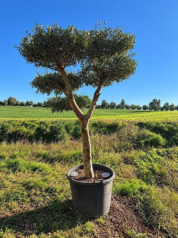 Piante & sementi: Olivenbaum "Pom-Pom "winterhart" – Nuovo e nell'imballaggio originale da Zuckenriet venduto da Thur_Plant 1