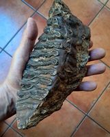 Mammut Zahn Fossil Knochen Kuriosität