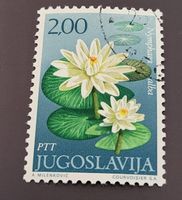 Jugoslawien 1971 Weiße Seerose
