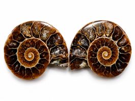 Poliertes Ammoniten Paar Fossil Sammler Unikat