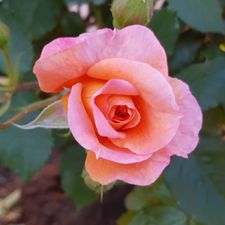 Profile image of Rosenresli.02