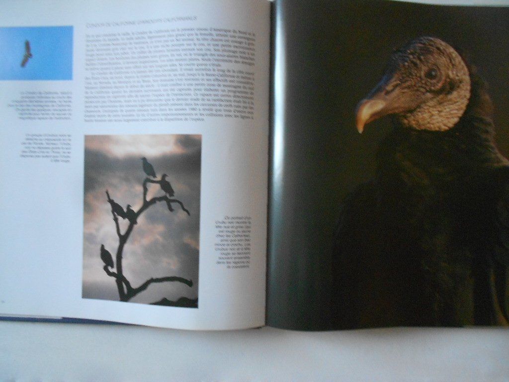 Livres: OISEAUX DE PROIE – D'occasion à Bex par Giorgiob 2