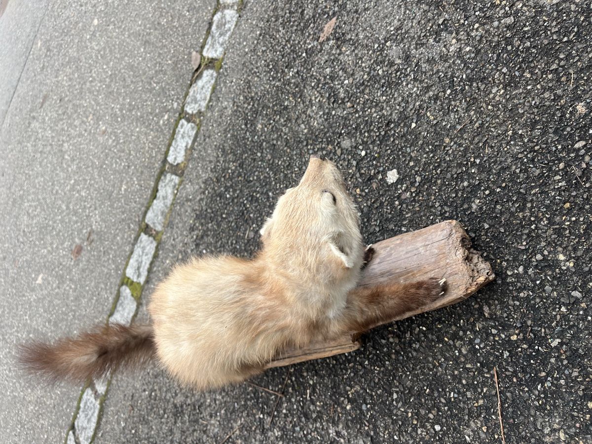 Il mondo degli animali: Murmeltier ausgestopft – Usato da Hallau venduto da 13gs 1
