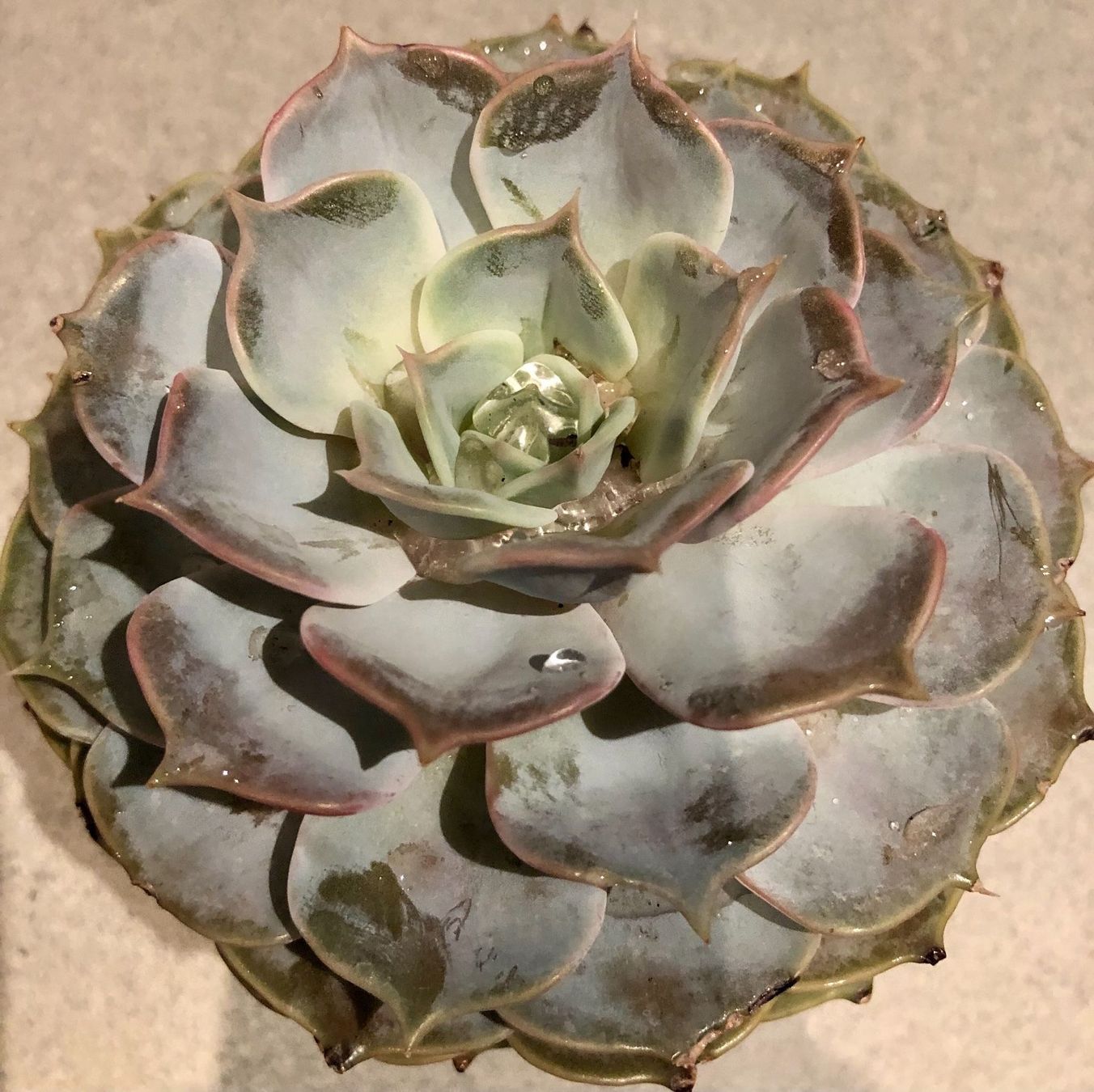 Plantes & graines: Sukkulente  lilacina “GHOST” 20 ↕️ – Neuf avec emballage d'origine à Rovio par POSITIFFARTandPLANTS 9