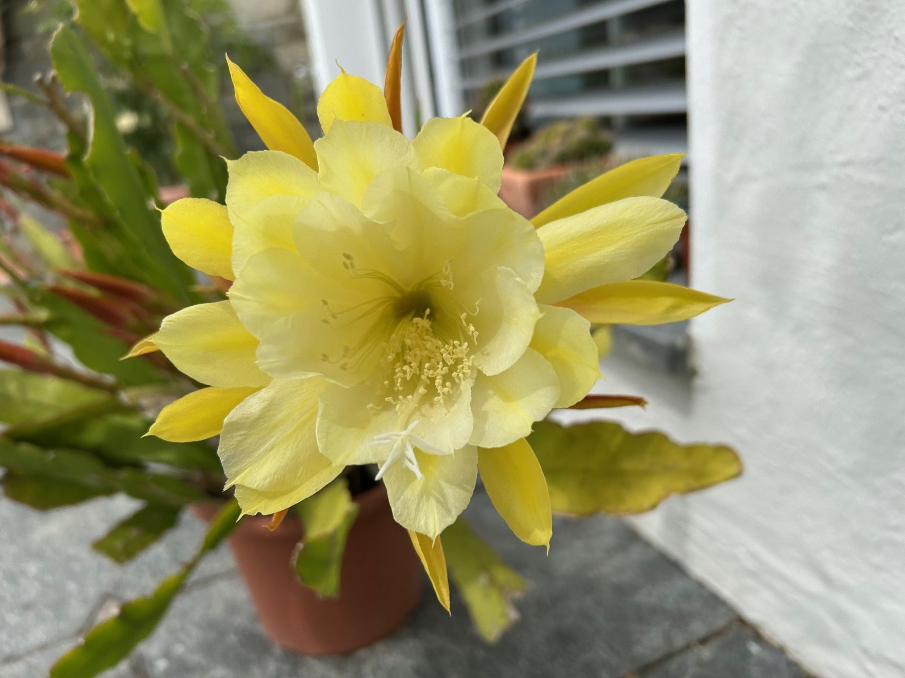 Piante & sementi: Epiphyllum hellgelb – Nuovo (secondo la descrizione) da Au SG venduto da Nadel04 1