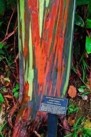 Piante & sementi: EUCALYPTUS ARC-EN-CIEL !   100g – Nuovo (secondo la descrizione) da Bremblens venduto da FIBONACCI369 4