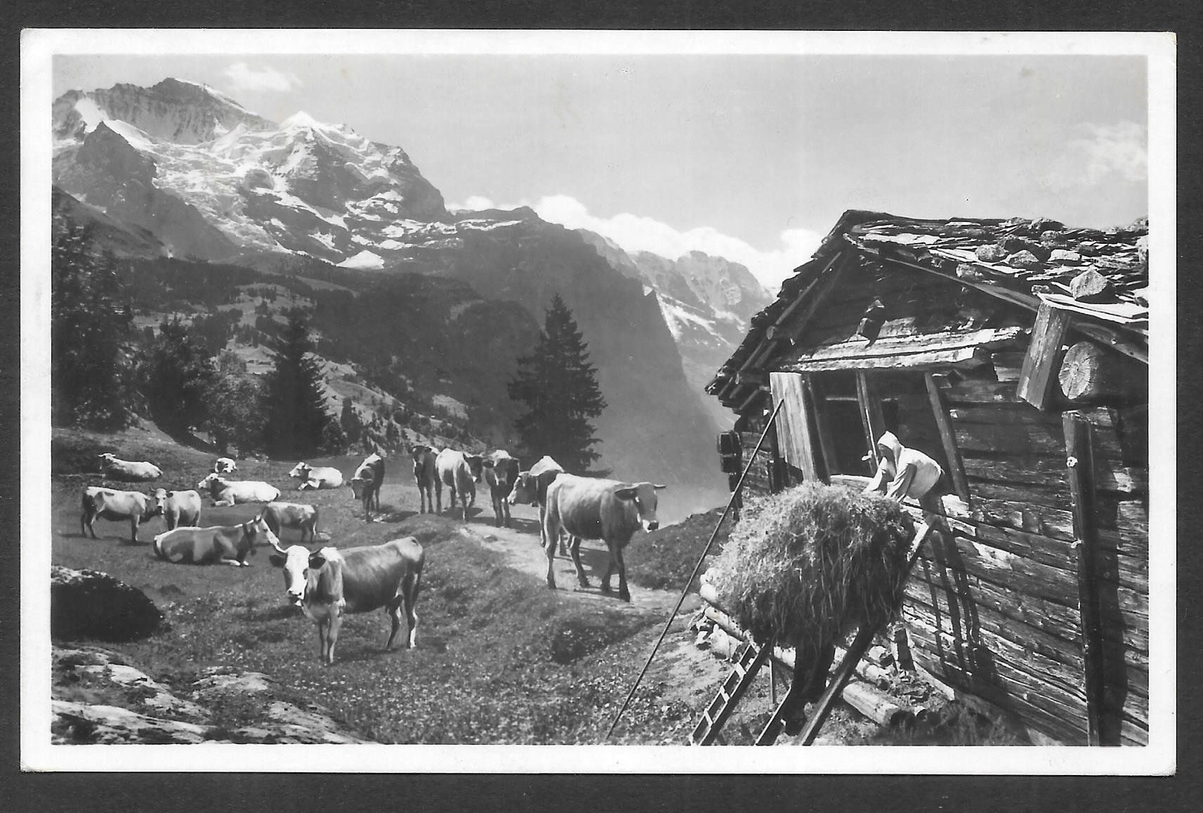 Cartoline postali: Landwirtschaft Bauernleben Alpwirtschaft – Usato da Olten venduto da clotaldi