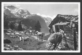 Landwirtschaft Bauernleben Alpwirtschaft
