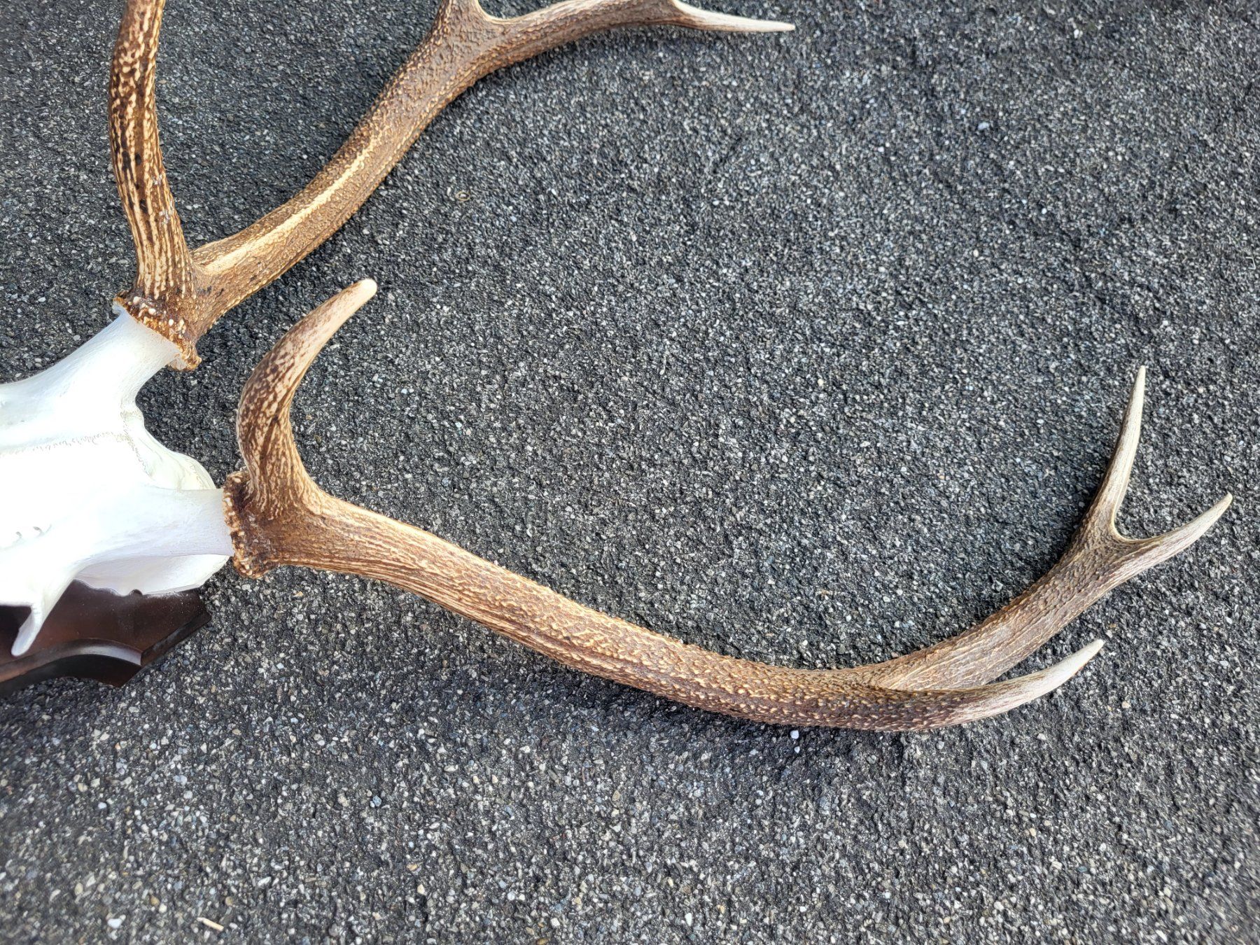 Sonstiges zum Sammeln & Seltenes: Hirsch geweih schweiz – Gebraucht aus Turbenthal von kai_6277 3