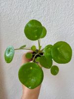 Pilea peperomioides plant - Chinese Money Plant 🌱💰!