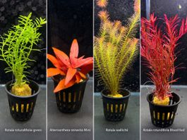 ANGEBOT: Aquariumpflanzen aus eigener Kultur