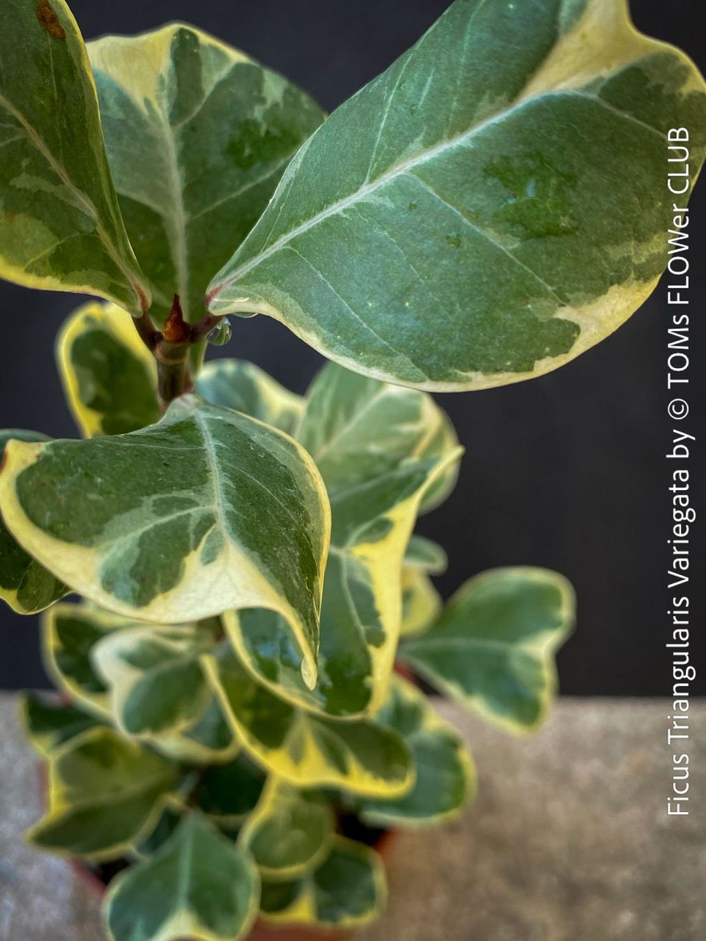 Piante & sementi: Ficus Triangularis Variegata - frischer 15cm Kopfsteckling – Nuovo e nell'imballaggio originale da Adliswil venduto da astom369 1