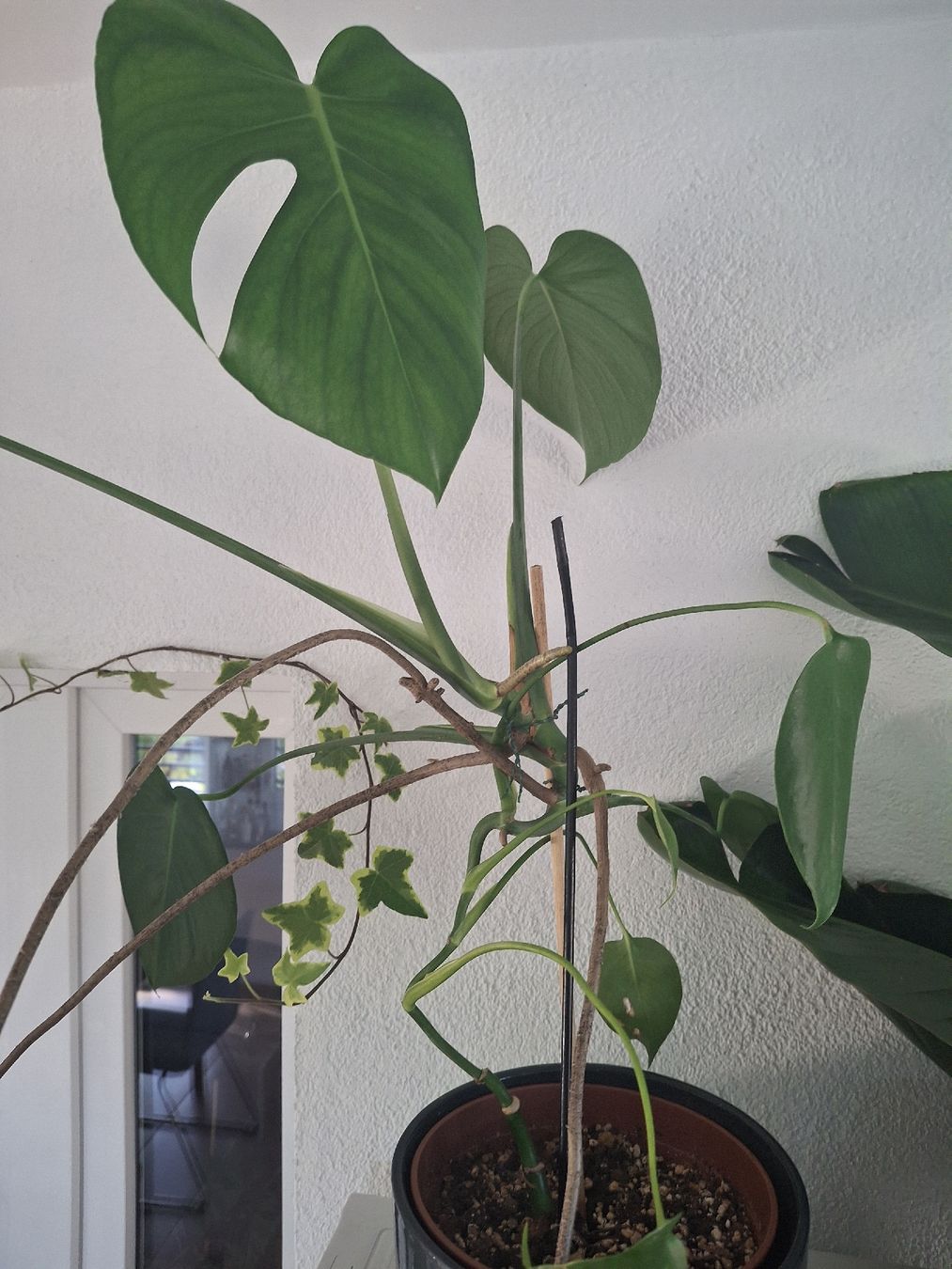 Piante & sementi: Monstera inkl. Topf 63cm – Usato da Brunegg venduto da Maege_8311 1