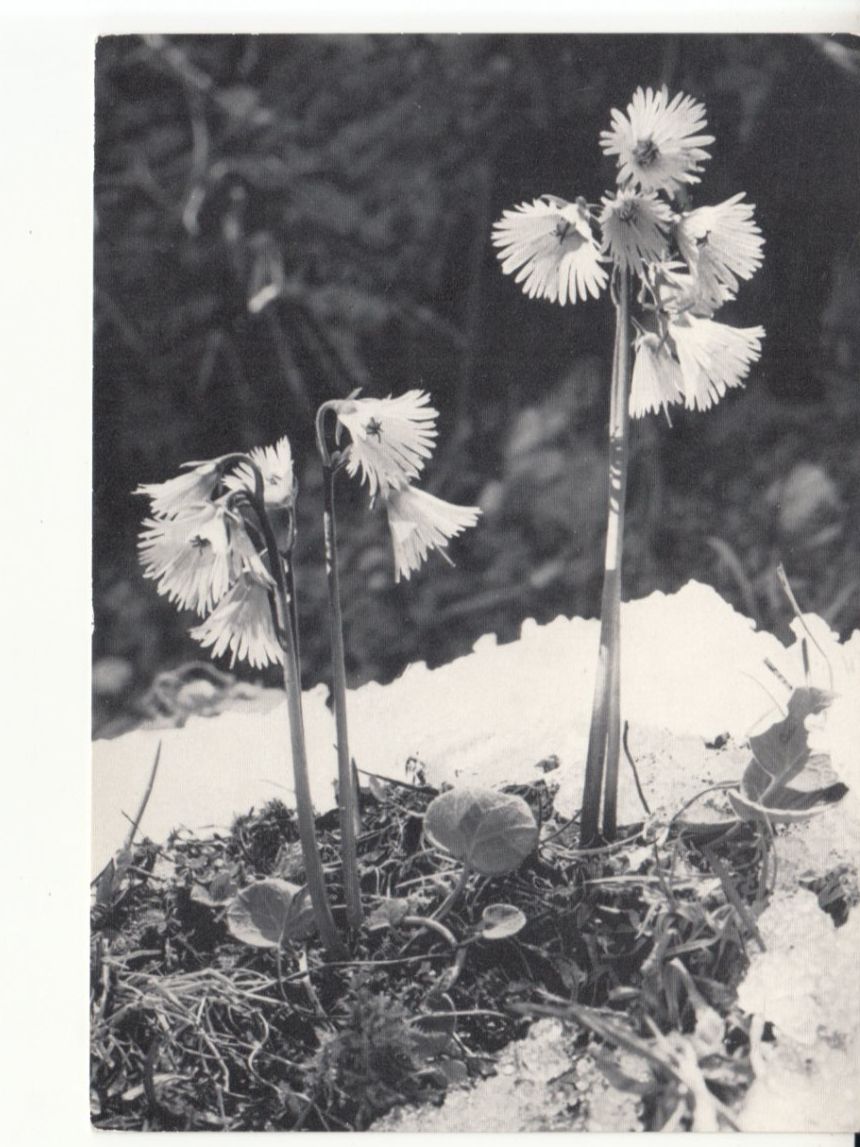 Cartoline postali: Soldanellen Pfadfinderinnen ca. 1970 – Usato da Bürglen TG venduto da StampGraf