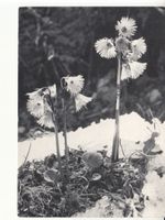 Soldanellen Pfadfinderinnen ca. 1970