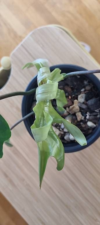 Piante & sementi: Philodendron Elegans – Nuovo e nell'imballaggio originale da Wallenwil venduto da pet_mz5n 1