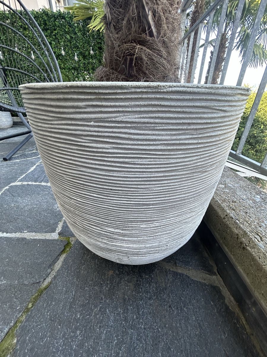 Plantes & graines: XL Pflanze inkl Topf – D'occasion à Küssnacht am Rigi par Happy_home 3