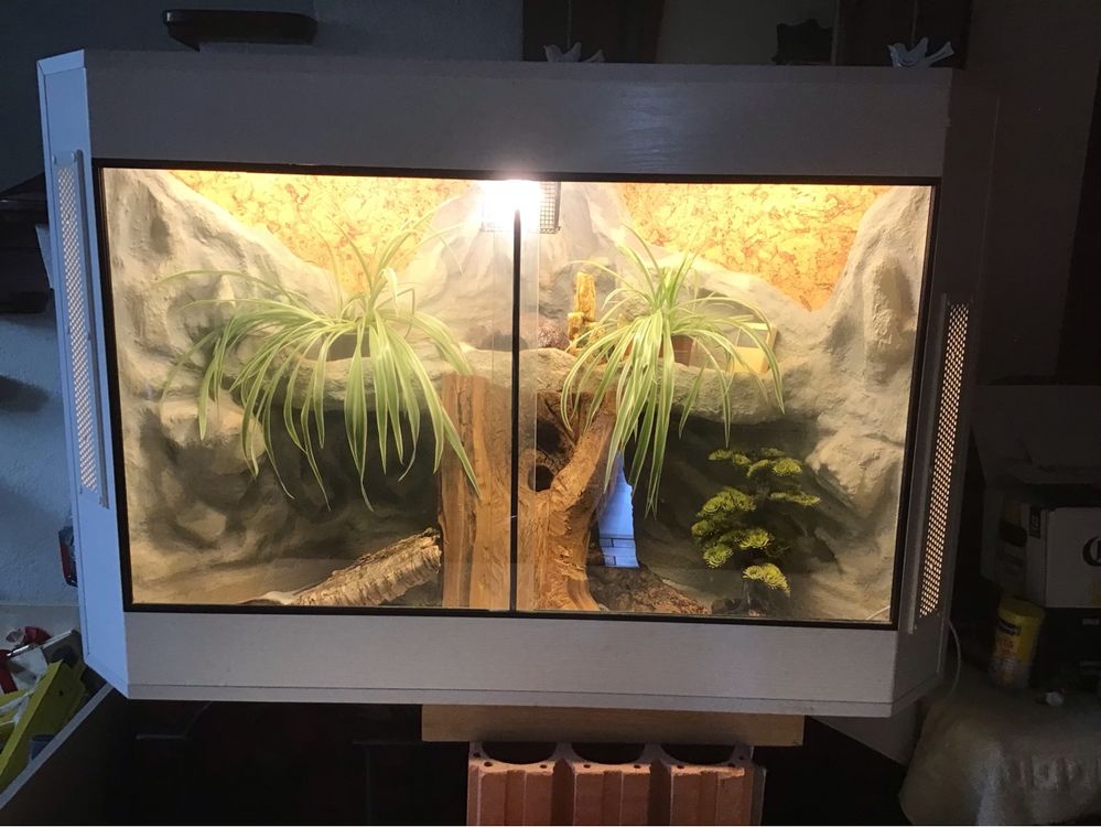 Terrarium mit 2 Leopardengeckos weibl. Kaufen auf Ricardo