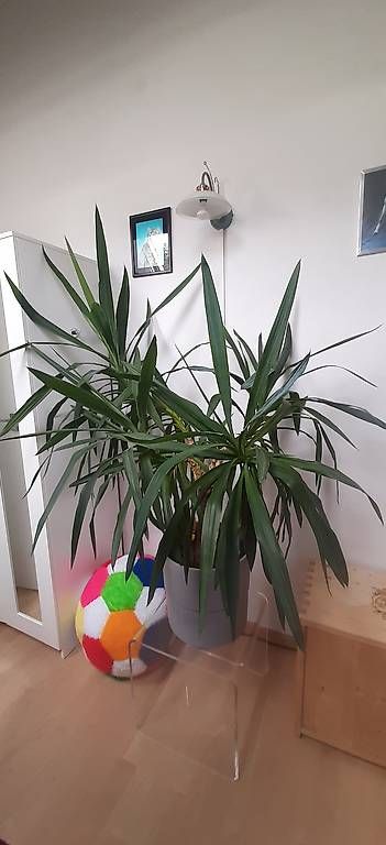 Piante & sementi: Yukka Palme  – Usato da Birmensdorf ZH venduto da hei_g9kb