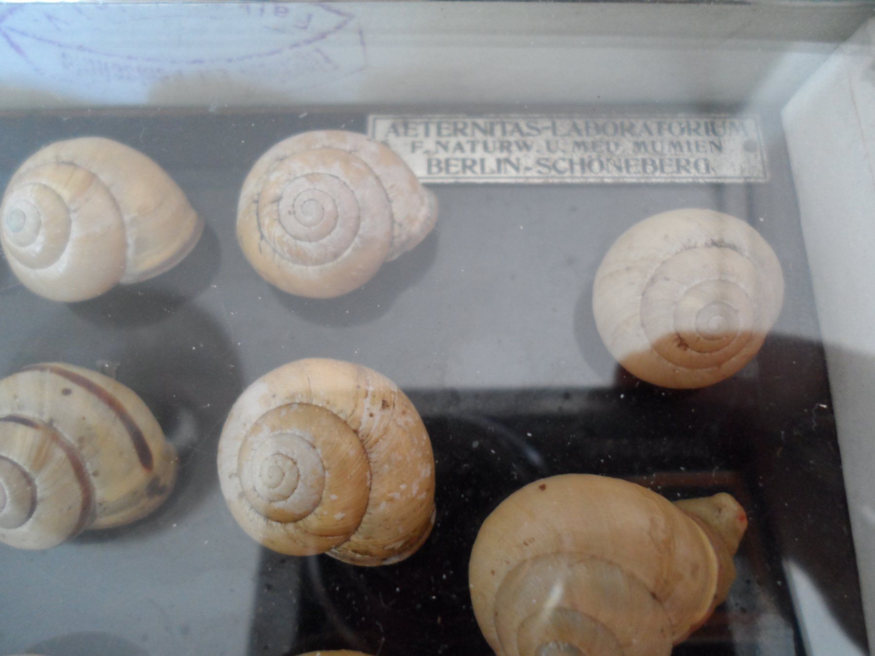Welt der Tiere: Antique display case showcasing snail shell variability – Gebraucht aus Uster von the_sz2y 2