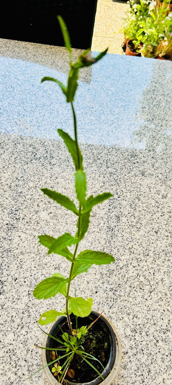 Plantes & graines: VERBENA - EISENKRAUT – Neuf (Voir description) à Buchs AG par fischli610 9