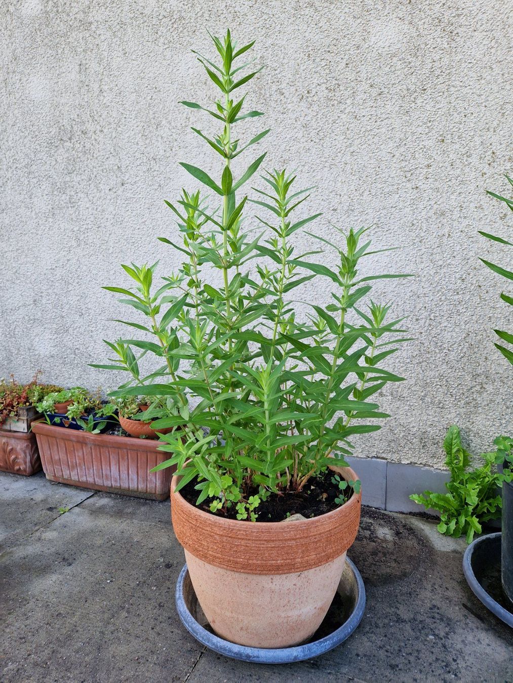 Piante & sementi: Balkon-/Gartenpflanze: Blutweiderich – Usato da Münchenbuchsee venduto da Aare22