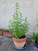 Balkon-/Gartenpflanze: Blutweiderich