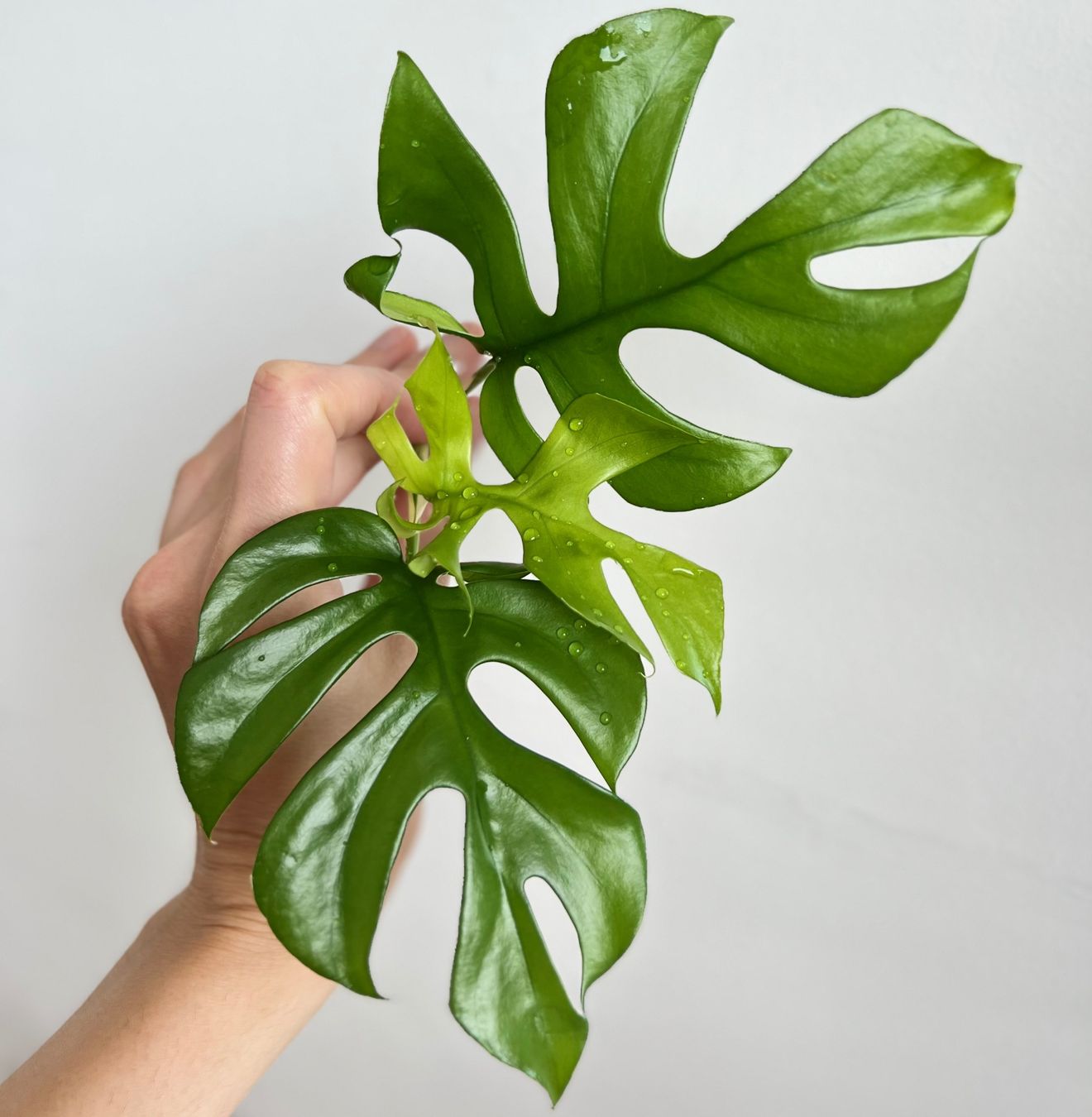 Piante & sementi: Monstera minima Kopfsteckling🔥 – Usato da Glattpark(Opfikon) venduto da ste_n99y 3
