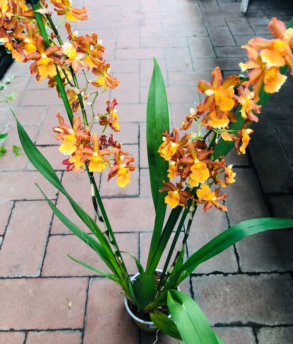 Piante & sementi: Seltene Orchidee XL 60-80 cm  CAMBRIA – Nuovo e nell'imballaggio originale da Rovio venduto da POSITIFFARTandPLANTS 2