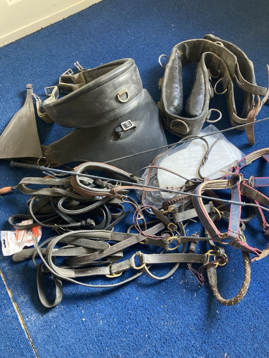 Zaumzeug & Halfter: Pferde Zaumgurten – Gebraucht aus Schwanden GL von bait04