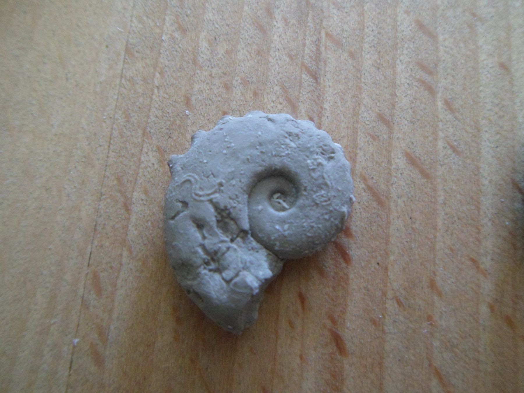 Fossiles: Fossilien Schweiz – D'occasion à Affoltern am Albis par Fossil60 3