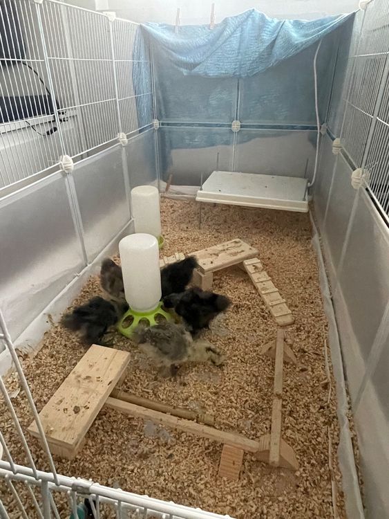 Meerschweinchen Brücke Aus Holz – Käfigzubehör Für Kleintiere, Groß, Einfach Zu Montieren