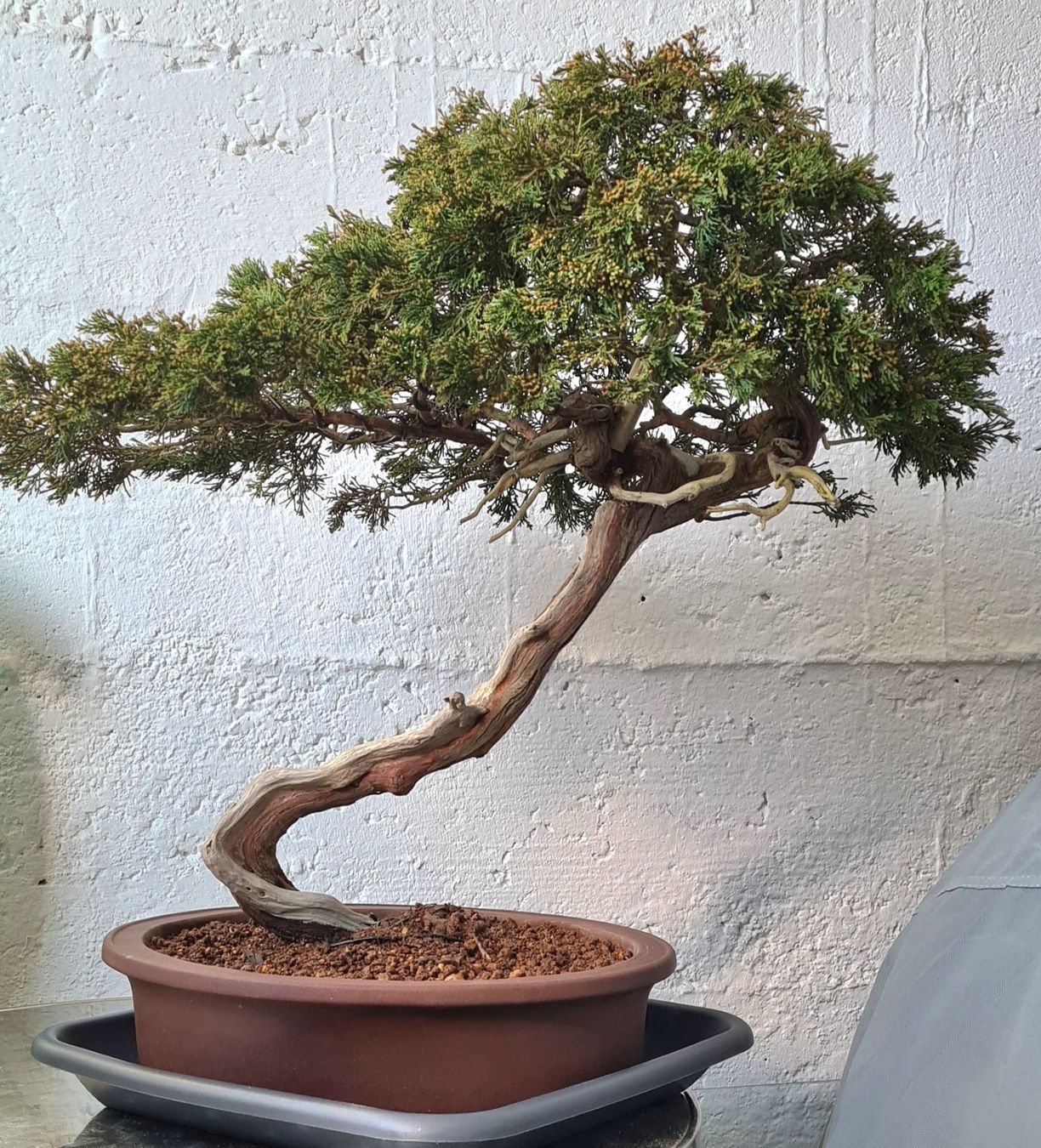 Bonsai (Gebraucht) in Rieden SG fr CHF 250  nur Abholung auf Ricardo  kaufen