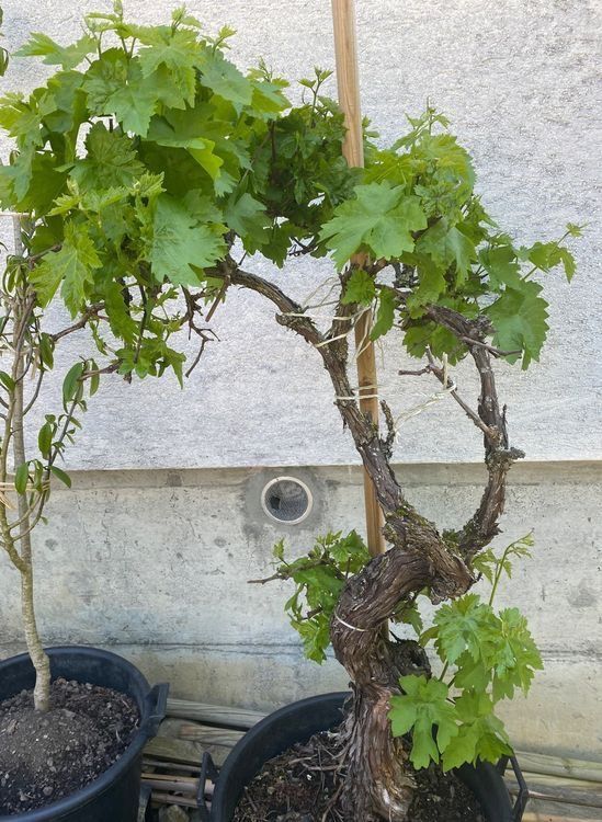 Piante & sementi: Weinstock Trauben  Pflanzen Blumen – Usato da Dottikon venduto da 6571 4