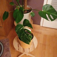 Profile image of Plantglueck97