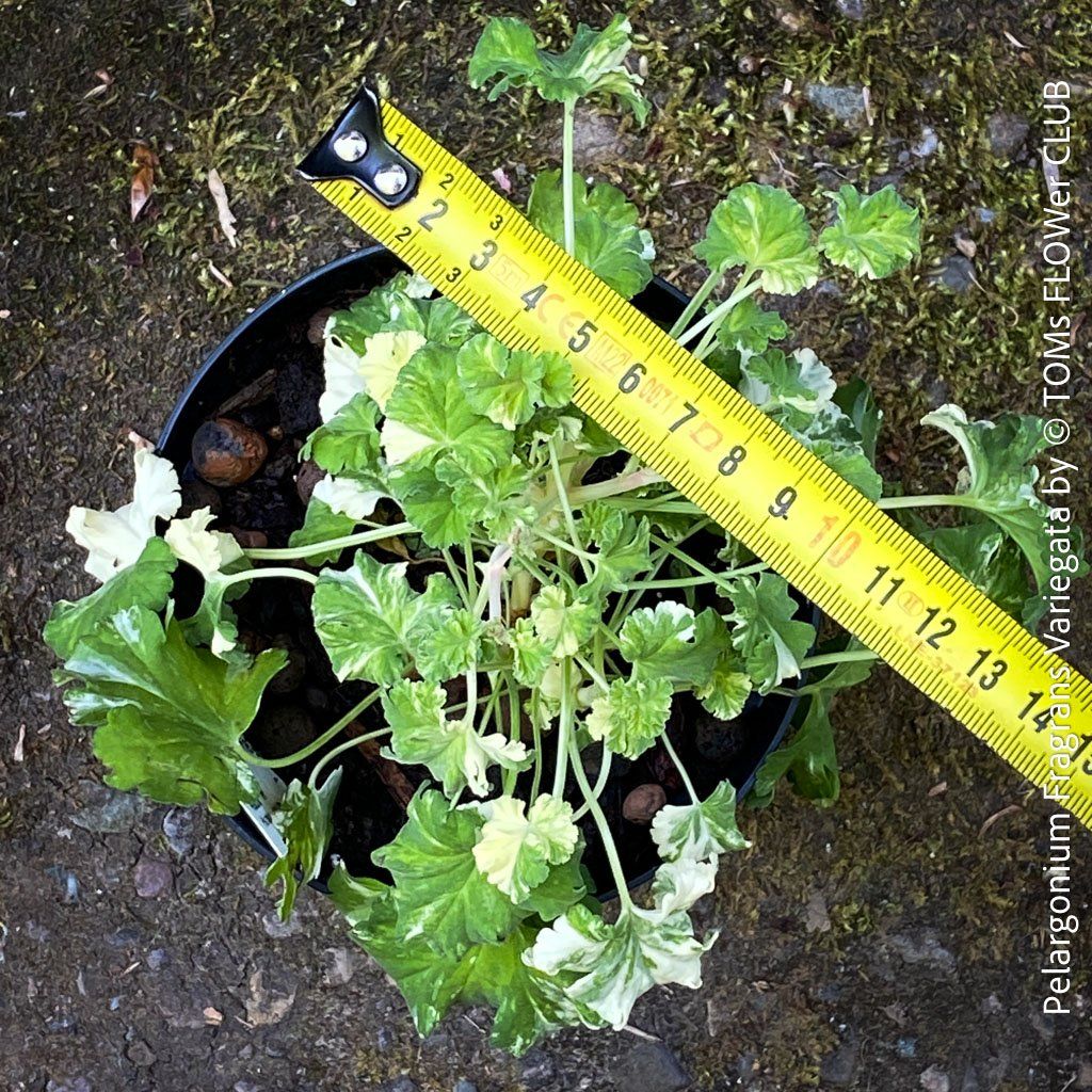 Piante & sementi: Pelargonium Fragrans Variegata - seltene Duftgeranie – Nuovo e nell'imballaggio originale da Adliswil venduto da asTOMas963 1