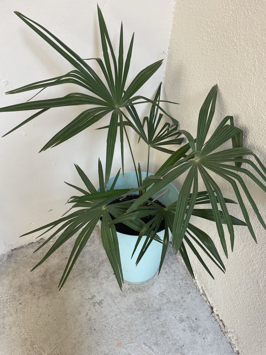 Pflanzen & Samen: Plante palmier  – Gebraucht aus Schaffhausen von lau_vjb6 2
