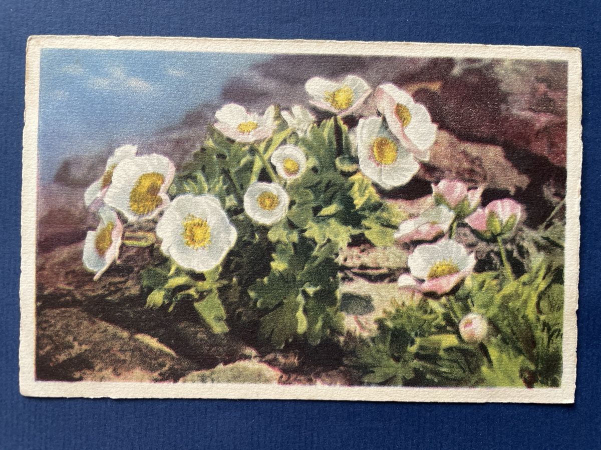 Cartoline postali: Alte Ansichtskarte mit Alpenblumen, beschrieben 1943 – Usato da Neuhausen am Rheinfall venduto da Arielle55