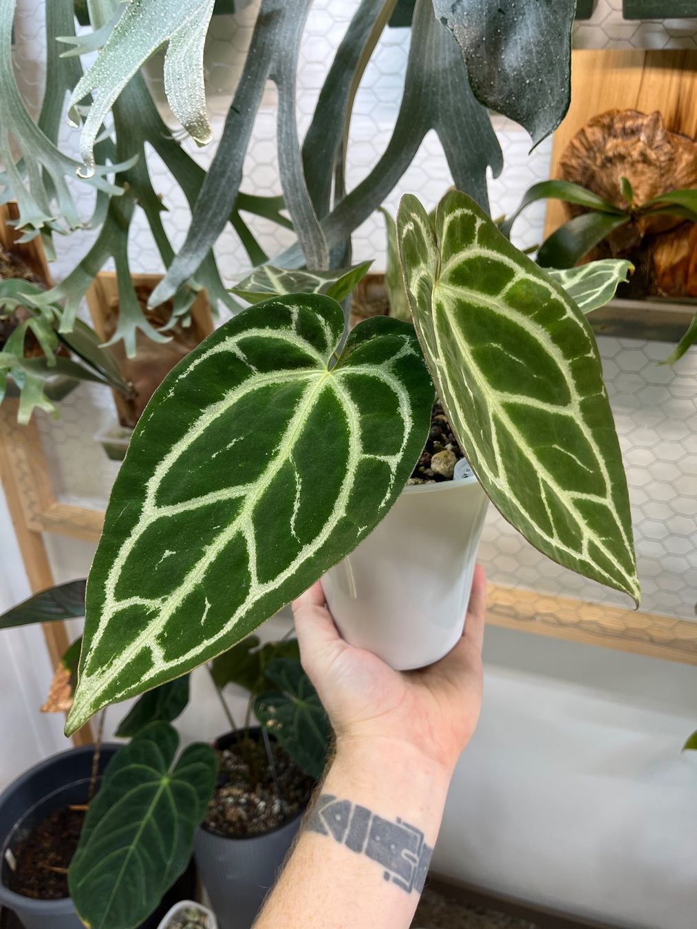 Piante & sementi: Anthurium Crystallinum-Mix – Nuovo e nell'imballaggio originale da Gelterkinden venduto da pflanz_doch_was 1